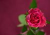 Rose Valentines day